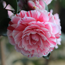 Load image into Gallery viewer, Camellia Japonica Seeds - 15 Seed Pack