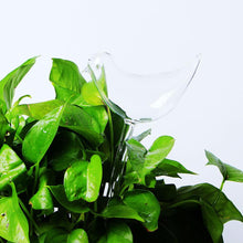 Load image into Gallery viewer, Ave - Automatic Water Drip Bird Planter