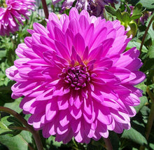Load image into Gallery viewer, Camellia Japonica Seeds - 15 Seed Pack
