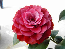 Load image into Gallery viewer, Camellia Japonica Seeds - 15 Seed Pack
